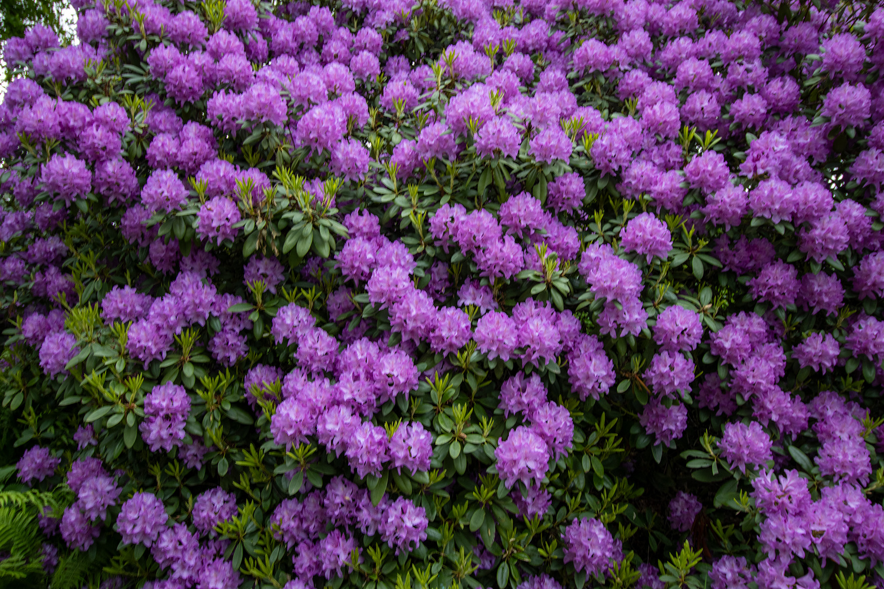 rododendron totaal